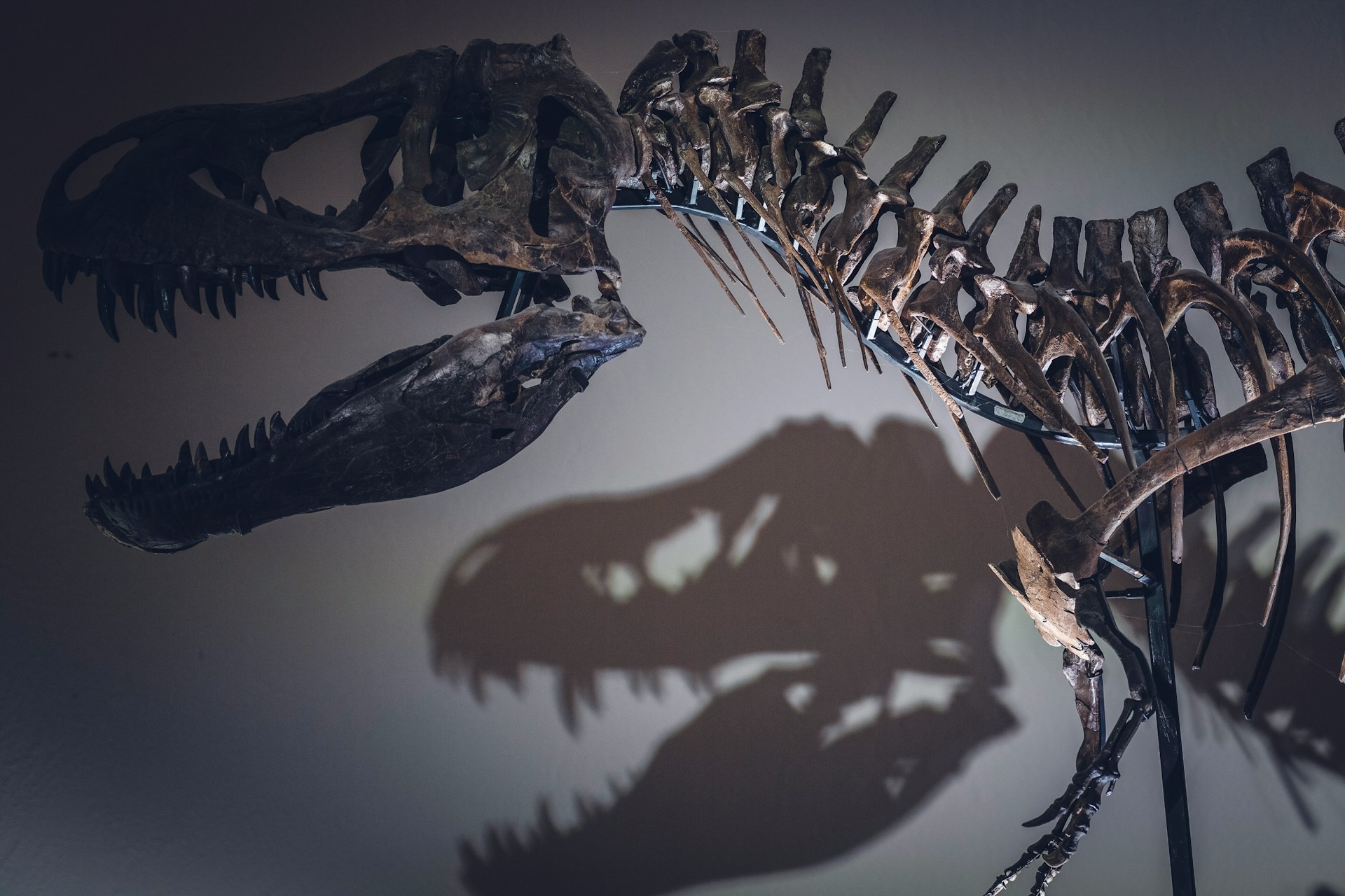 Scientists Assess How Large Dinosaurs Could Really Get