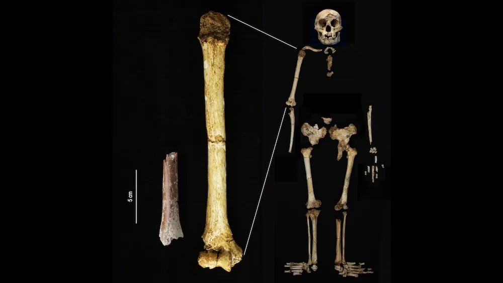 Archaic Human ‘Hobbits’ Were Even Shorter than We Thought, 700,000-Year-Old Teeth and Bone Reveal