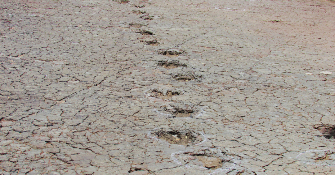 Matching Dinosaur Footprints Found on Opposite Sides of the Atlantic Ocean